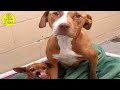 Pit Bull That Finally Gets Adopted Refuses To Leave The Shelter Without Her Best Friend