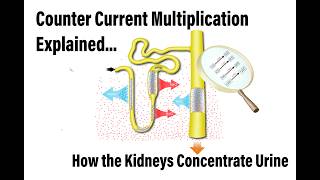 Counter Current Multiplication Explained.  How the Kidneys Concentrate Urine