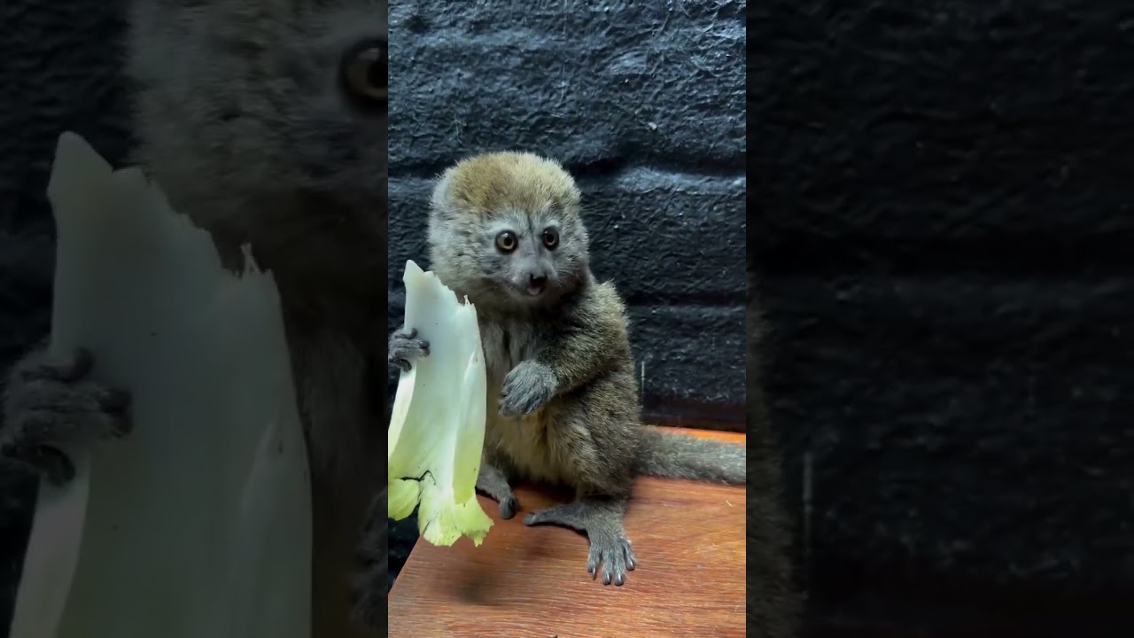 One of the rarest primates on the planet. Meet the gentle lemurs ♥️