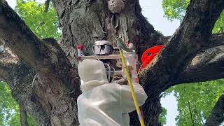 Unique White-Faced Hornet Nest Removal | 25 Feet Up in a Sugar Maple! | The YellowJacket Expert