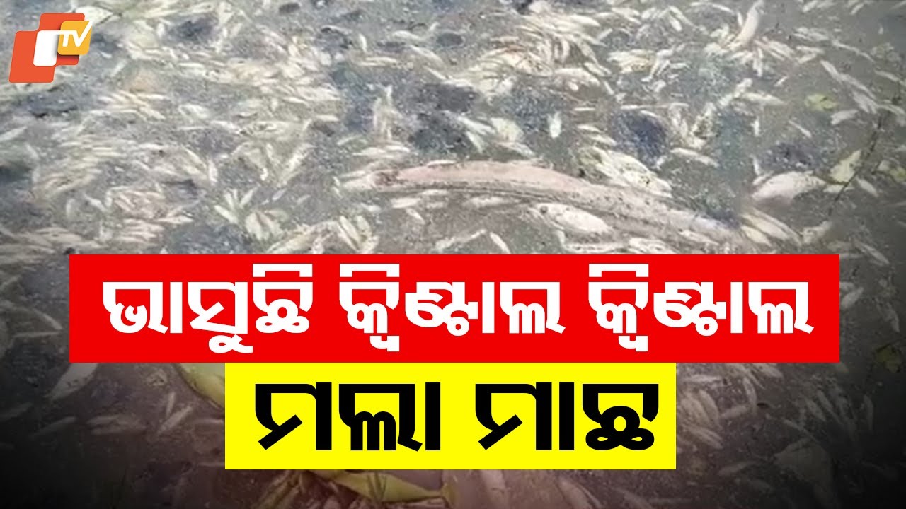 Quintals of Dead Fish Float in Village Ponds in Bhadrak, Residents Reeling from Stench