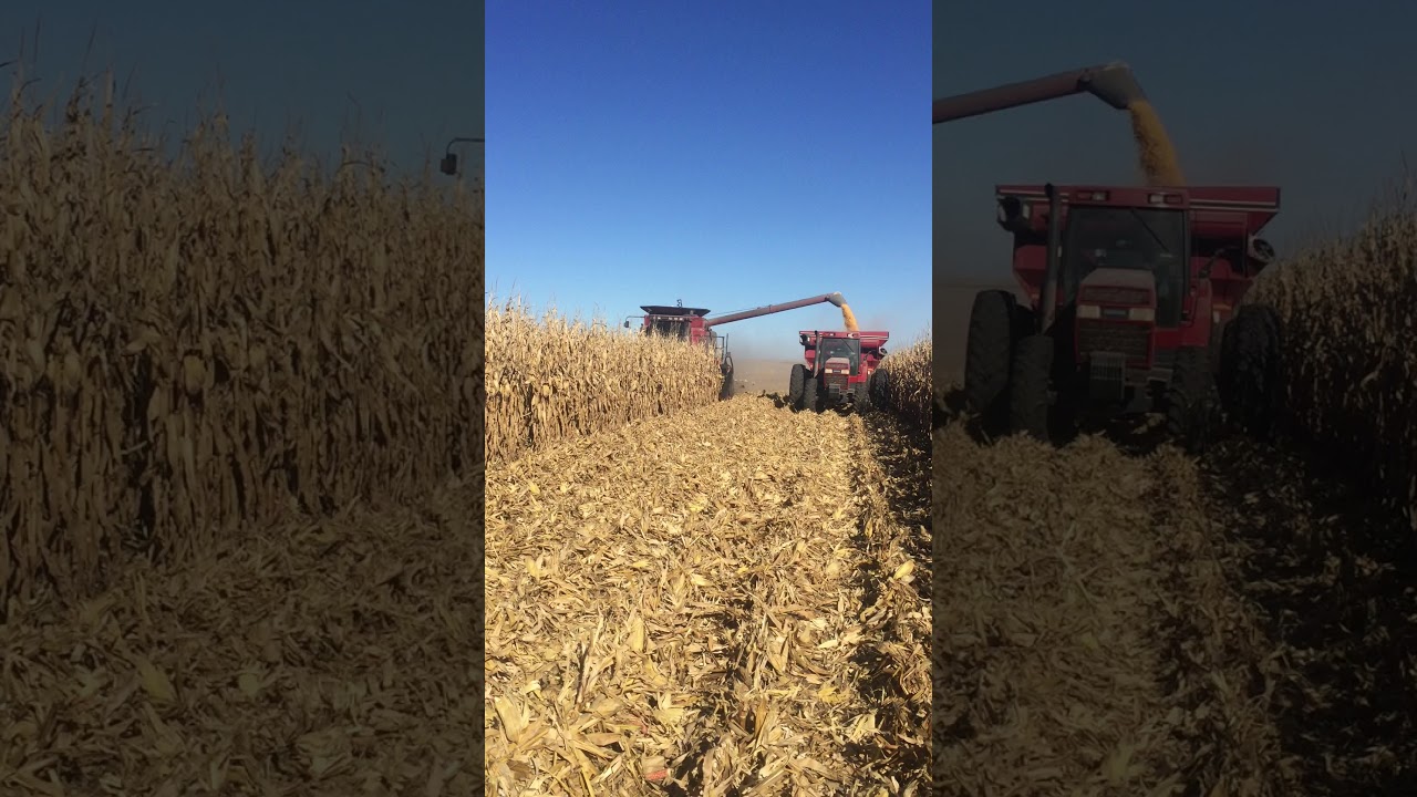 Nebraska Corn Harvest YouTube