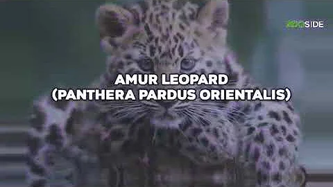 UNIQUE ANIMALS THAT COULD GO EXTINCT BY 2030 - AND HOW TO CHANGE THAT