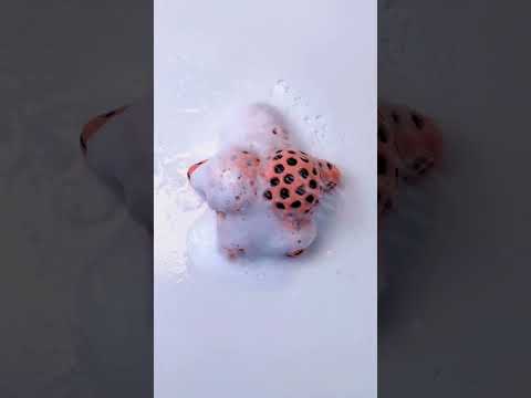 TABA SQUISHY ASMR | Relaxing Slime Videos 1536 #shorts #asmr #slime #taba #tabasquishy #satisfying