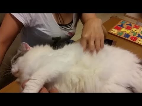 夫婦で白モフ猫を愛でる - YouTube