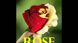 Rose \