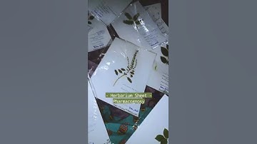 Herbarium Sheet | Dried & Pressed Flowers | Pharmacognosy | @rubab.bachani