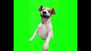 Green Screen Laughing Dog Meme Laughing Dog Meme Template