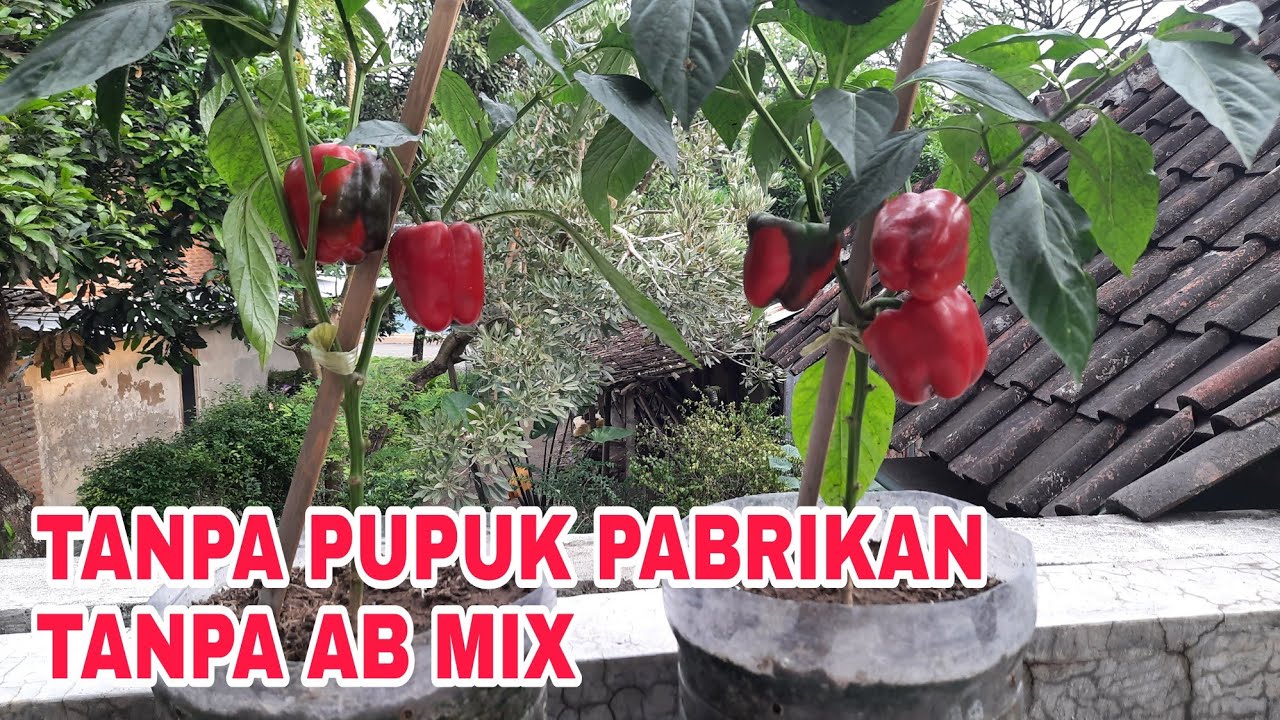 Cara menanam paprika dari benih hingga siap panen(full organik) 