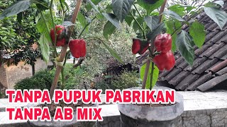 Cara menanam paprika dari benih hingga siap panen(full organik)