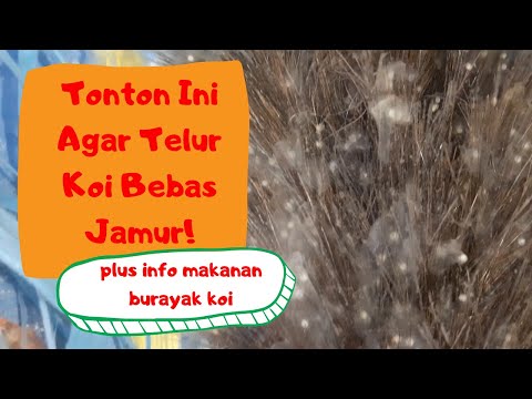 CARA MENETASKAN TELUR KOI & CARA MEMELIHARA BURAYAK KOI | PEMIJAHAN IKAN KOI PART 2