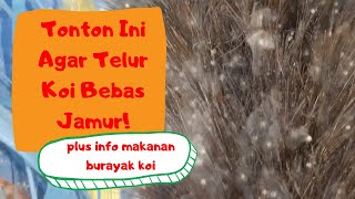 CARA MENETASKAN TELUR KOI & CARA MEMELIHARA BURAYAK KOI | PEMIJAHAN IKAN KOI PART 2