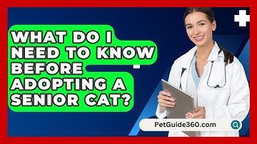 What Do I Need To Know Before Adopting A Senior Cat? - PetGuide360.com