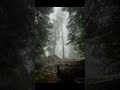 Mystical woodland soundscape calming ambient music in the forest