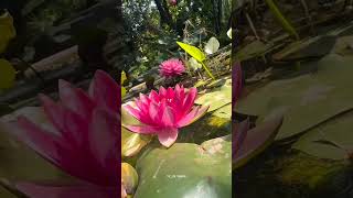 Baazigar | Blessed Lotus Waterlily Pond Flowers Summer Dragonfly