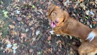 Ginny the Toller 18 Months