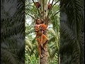 Longue Vie à Nos Mamans 