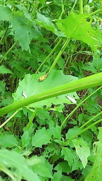 Datura Stramonium White. Fruiting 2025