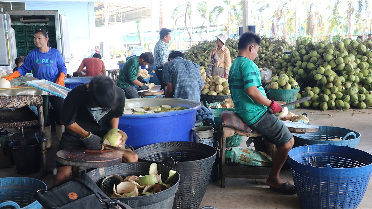 มะพร้าวน้ำหอมราคาดิ่งเหลือ 2 บาท แฉ 