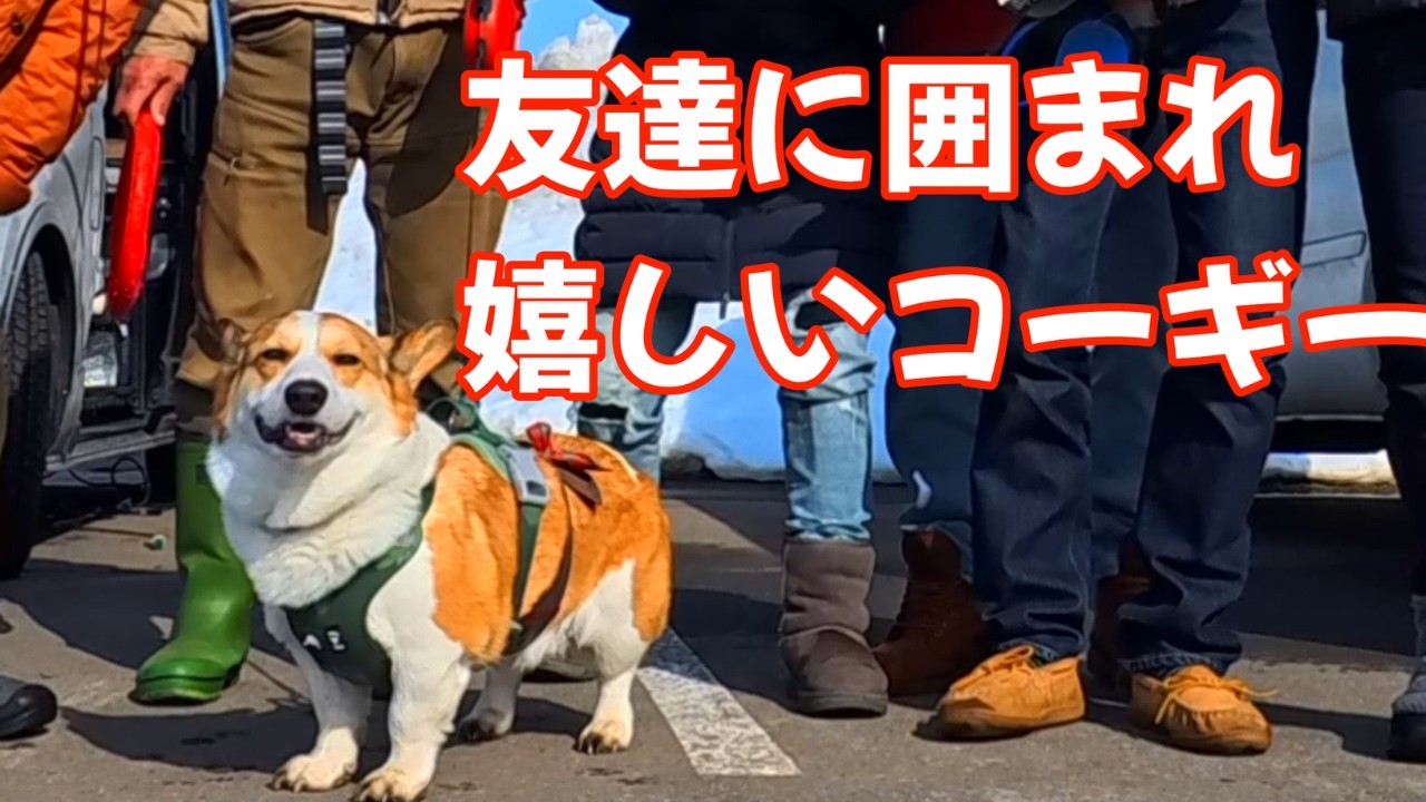 Kotaro the Traveling Corgi] A friend dog came to visit! - YouTube