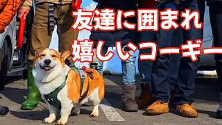 【旅するコーギー小太郎】お友達犬が遊びに来た！