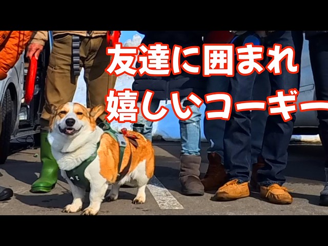 Kotaro the Traveling Corgi] A friend dog came to visit! - YouTube