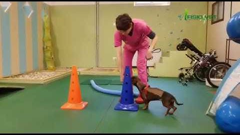 Bassotto Eva fa riabilitazione tramite esercizi attivi dopo intervento di ernia al disco