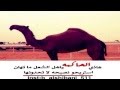 شيلة حنس ابا الخيل | اداء صوت الهيلا حاكم الشيباني