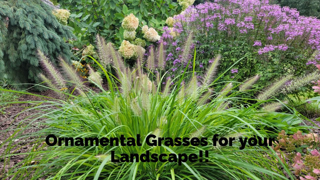 Growing Ornamental Grasses YouTube