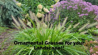 Growing Ornamental Grasses