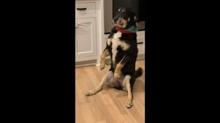 Good Doggo Sits Up On His Butt When He Has Requests To Make