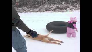 Dog Slides Across the Snow Funny