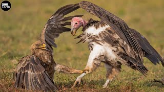 The Fighting of Eagle vs Vulture, Which one wins - Wild Animals | ATP Earth