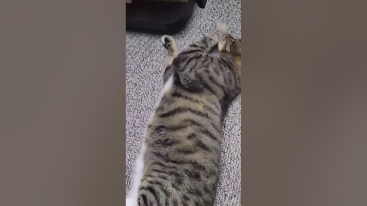 How Do Cats Act Cute YouTube how-do-cats-act-cute-youtube