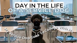 DAY IN THE LIFE OF A SERVICE DOG