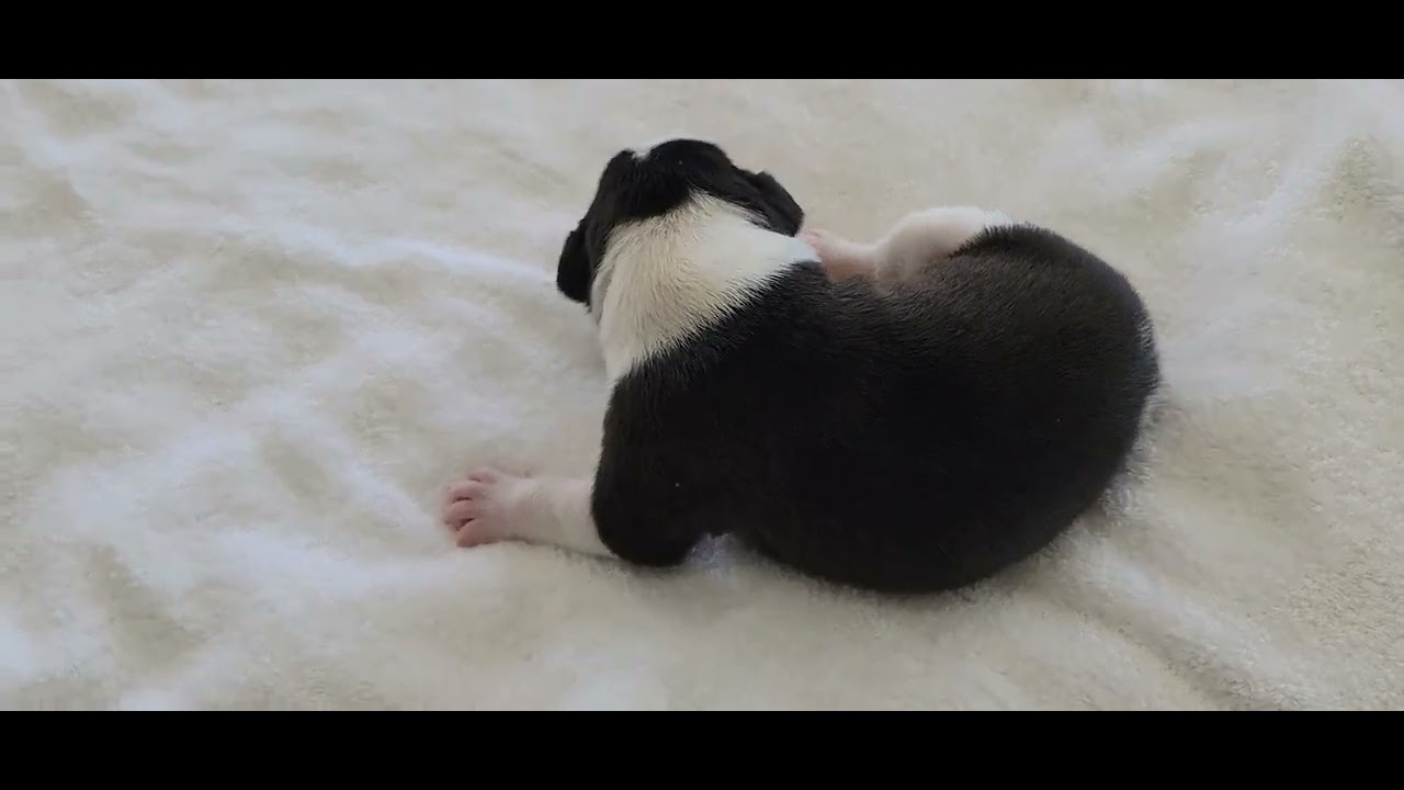 6 Male American Bulldog Puppies of Thor & Athena of We Love Bullies