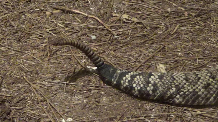 Close Up of Rattler on Diamondback Rattlesnake