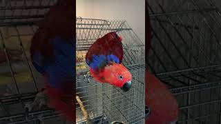 Trabzon Sporlu Bordo Mavi̇ Papağan