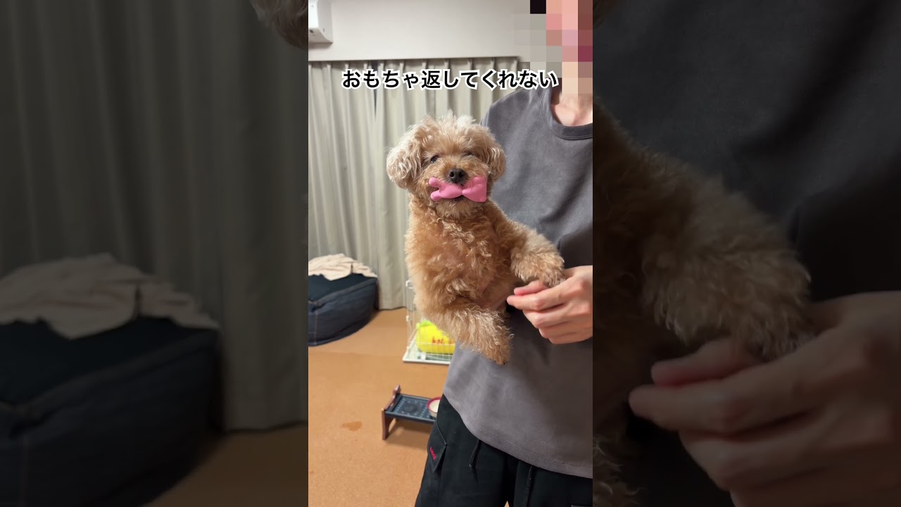 おもちゃを返したくない愛犬 #dog #トイプードル #犬 #可愛い