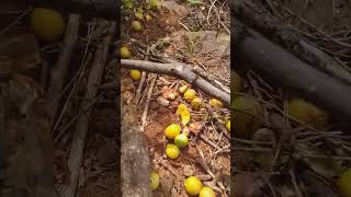 caçada de Caititu no umbuzeiro. pense num estouro.