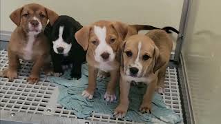 Lagrange Animal Shelter | Amazing Staff | Well kept facility | Troup County Georgia