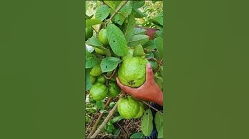 Ep:69– Propagate Guava tree by amazing method!!🌱 #nature #trending #shorts