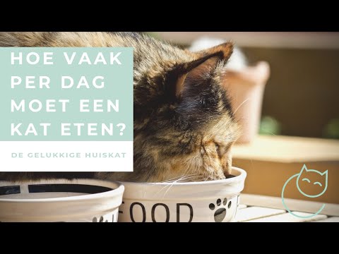Video: Hoe Om Huiskatte Te Voer