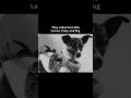 Sadly, Laika&rsquo;s visit to space was a one-way trip | The Story of Laika, The Space Dog #history