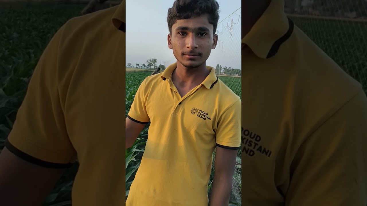 unique Quail hunting||| hunting Quail $$ batair Ka shikar neating Quail in Pakistan 