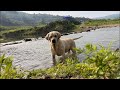 One Happy Labrador Turns the River Into His Playground