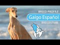 Galgo Español Breed, Temperament & Training の動画、YouTube動画。