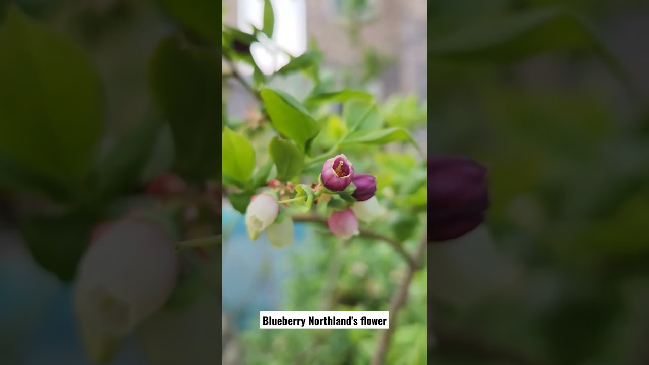 Blueberry Northland's flower