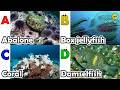 ABC phonics animals | ABC Sea Animals song | English and Animals for Kids | Alphabets Kids Song