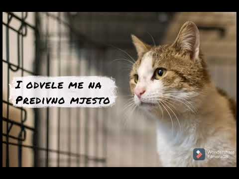 Video: Vírus Mačacej Leukémie A Vaša Mačka
